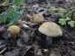 Májusi pereszke (Calocybe gambosa), Budai-hegység